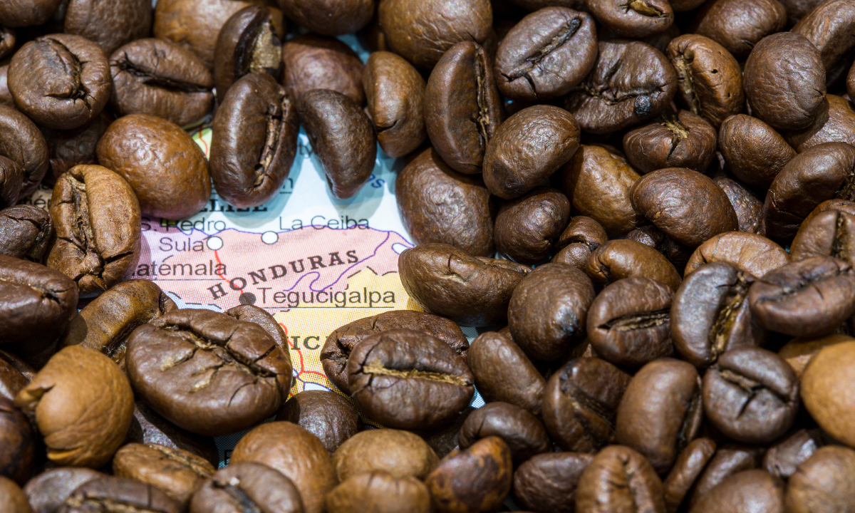 Café de Honduras: exportações de maio avançam apesar da queda nos preços